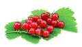 Red currant on a green leaf isolated on a white background. Ribes rubrum isolated. Ripe berries Royalty Free Stock Photo