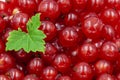 Red currant and green leaf - Ribes rubrum Royalty Free Stock Photo
