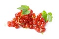 Red currant with green leaves. Royalty Free Stock Photo