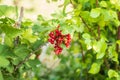Red currant with green leaves growing in garden Royalty Free Stock Photo