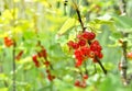 Red currant growing in the bush Royalty Free Stock Photo