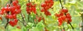Red currant growing in the bush Royalty Free Stock Photo