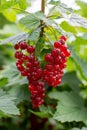 Red currant growing on the bush Royalty Free Stock Photo