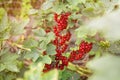 Red currant growing in the garden. Royalty Free Stock Photo