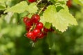 Red currant grows on a Bush
