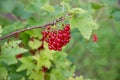 Red currant grows on a bush in the garden, berry, harvest, summer, plant.berries harvest on the red currant bush in Royalty Free Stock Photo