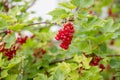 Red currant grows on a bush in the garden, berry, harvest, summer, plant.berries harvest on the red currant bush in Royalty Free Stock Photo