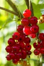 red currant grows on a bush in the garden, berry, harvest, summer, plant. Royalty Free Stock Photo