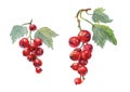 Red currant. Hand drawn watercolor painting