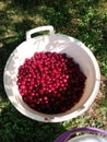 Red currant harvest - one full bucket
