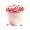 Red currant illustration. Hand drawn watercolor on white background.