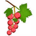 Red currant illustration on white isolated