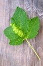 Red currant leaf affected by gall aphid Cryptomyzus ribis