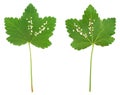 Red currant leaf attacked by Flea beetles