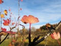 Red currant leaf in early autumn in the Russian outback. Royalty Free Stock Photo