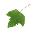 Red currant leaf Royalty Free Stock Photo