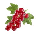 Red currant with leaf isolated on white background for packaging Royalty Free Stock Photo