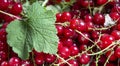 a red currant leaf on top of berries from a bush. A background of red currant berries with a green leaf. Red currant Royalty Free Stock Photo