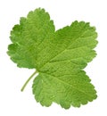 Red currant leaf on white Royalty Free Stock Photo