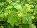 Red currant leaves affected by gall aphid Cryptomyzus ribis Royalty Free Stock Photo