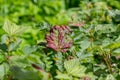 Red currant leaves affected by gall aphid Royalty Free Stock Photo