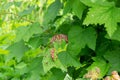 Red currant leaves affected by gall aphid Royalty Free Stock Photo