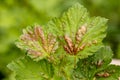 Red currant leaves attacked by the fungus Anthracnose. Gallic aphids on the leaves Royalty Free Stock Photo