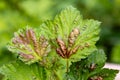 Red currant leaves attacked by the fungus Anthracnose. Gallic aphids on the leaves Royalty Free Stock Photo