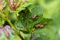 Red currant leaves attacked by the fungus Anthracnose. Gallic aphids on the leaves, red spots on green leaves. Royalty Free Stock Photo