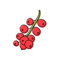 Red currant with leaves isolated. Berry sketch. Color food icon. Vector illustration
