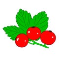 Red currant with leaves on white of illustrations