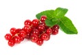 Red currant