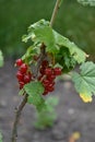 Red currant, ordinary, garden. Small deciduous shrub family Grossulariaceae