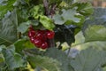 Red currant, ordinary, garden. Small deciduous shrub family Grossulariaceae Royalty Free Stock Photo