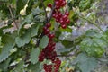 Red currant, ordinary, garden. Small deciduous shrub family Grossulariaceae Royalty Free Stock Photo