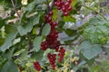 Red currant, ordinary, garden. Small deciduous shrub family Grossulariaceae Royalty Free Stock Photo