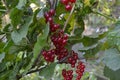 Red currant, ordinary, garden. Small deciduous shrub family Grossulariaceae Royalty Free Stock Photo