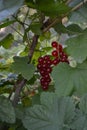 Red currant, ordinary, garden. Small deciduous shrub family Grossulariaceae Royalty Free Stock Photo