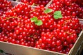 Red currant packaging on fruit market