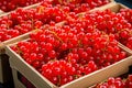 Red currant packaging on fruit market Royalty Free Stock Photo