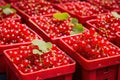 Red currant packaging on fruit market Royalty Free Stock Photo