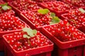 Red currant packaging on fruit market