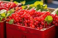 Red currant packaging on fruit market Royalty Free Stock Photo
