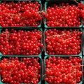 Red Currant Packaging Seamless Pattern, Redcurrant in Paper Boxes, Many Red Currant Berries