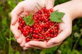 Red currant in the palms of a young woman