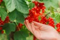 Red currant Picking.currant summer harvest.Red berries picking in the summer garden. harvest bunch in a childs hand.hild Royalty Free Stock Photo