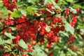 Red currant plant with fruits