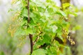 Red currant plant with unripe fruits Royalty Free Stock Photo