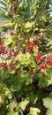 Red currant plant in your garden Royalty Free Stock Photo