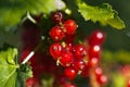 Red currant after rain